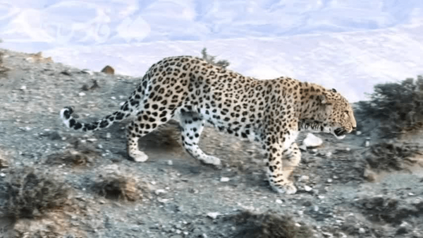 نمایی از پلنگ پارک ملی گلستان 