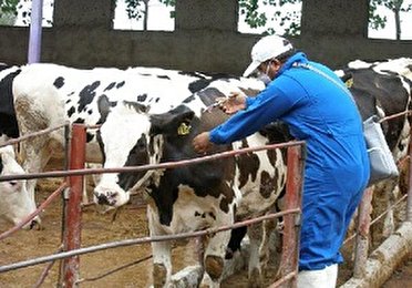 آغاز واکسیناسیون «تب برفکی» 