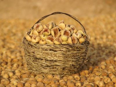  برداشت «انجیر» از بزرگترین انجیرستان دیم جهان 