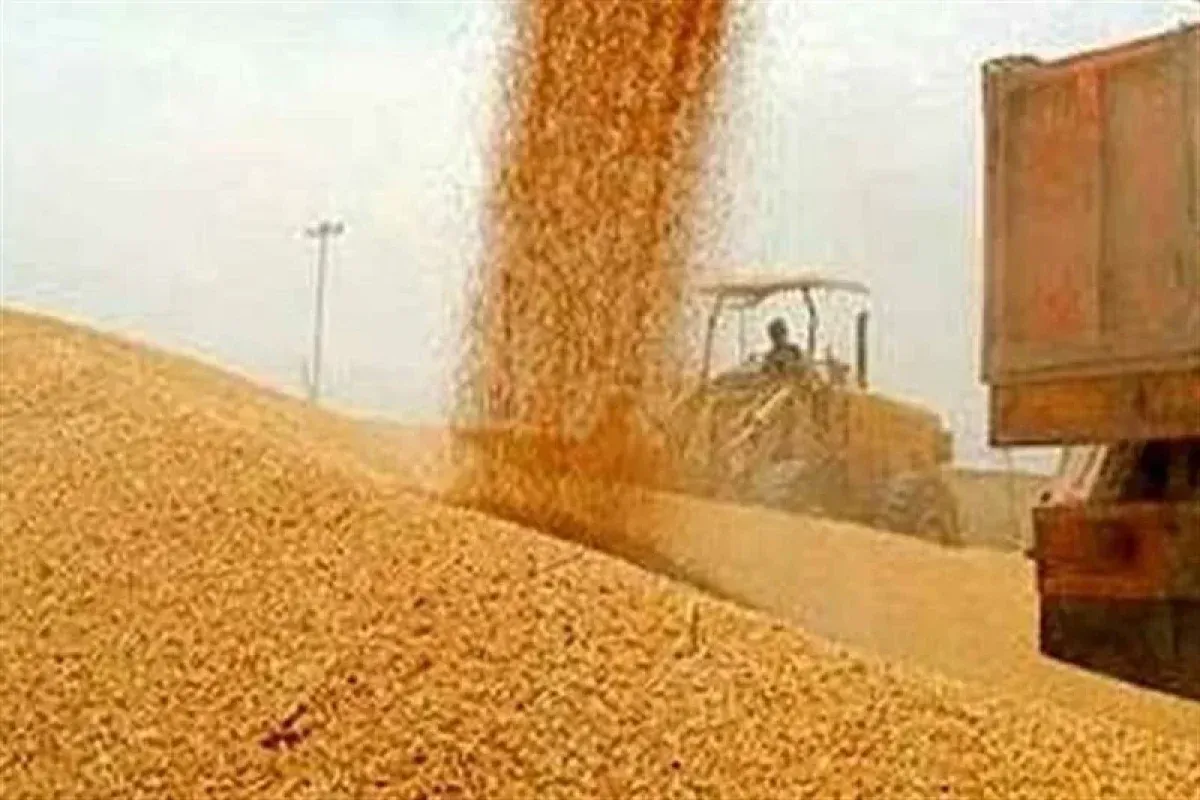 افزایش ۲۷ درصدی تولید گندم 