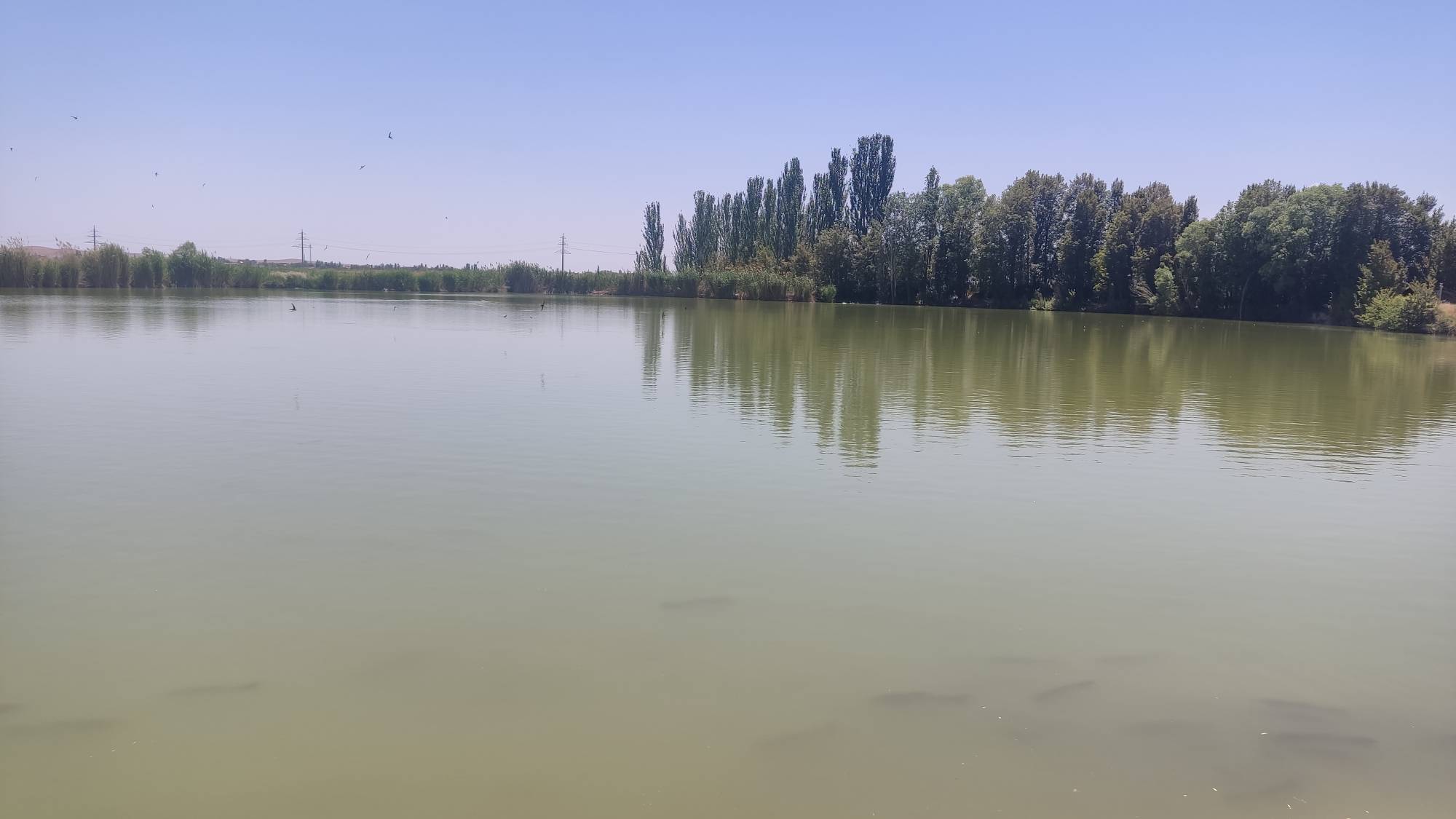 ارسالی شما: حیات در تالاب «گلمرز»، احیای زیست بوم ارومیه  
