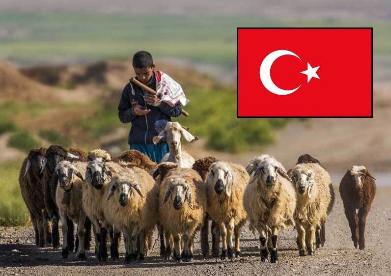 کمبود «چوپان» در ترکیه 